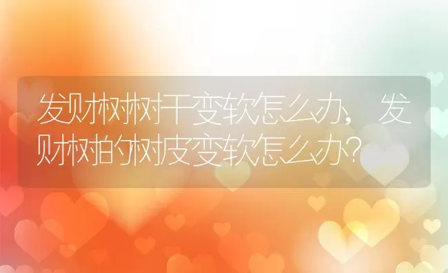 发财树树干变软怎么办,发财树的树皮变软怎么办？ | 养殖学堂