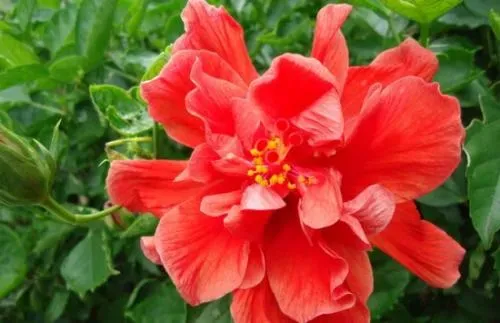 扶桑花家里养能吉祥吗,扶桑花养家里吉利吗？