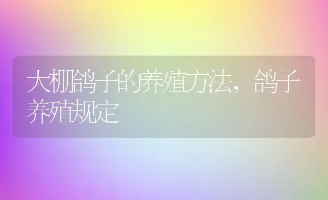 大棚鸽子的养殖方法,鸽子养殖规定 | 养殖学堂