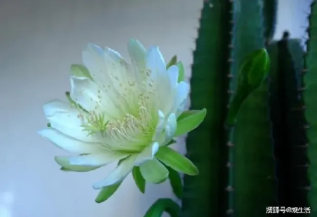 什么花放家里旺财旺人,哪些花在家里养能够旺财旺宅呢？