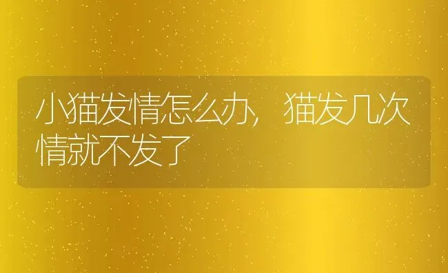 小猫发情怎么办,猫发几次情就不发了 | 养殖资料