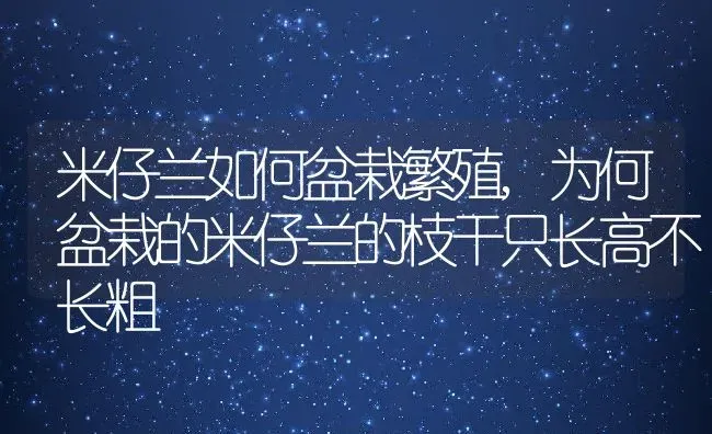 米仔兰如何盆栽繁殖,为何盆栽的米仔兰的枝干只长高不长粗 | 养殖学堂