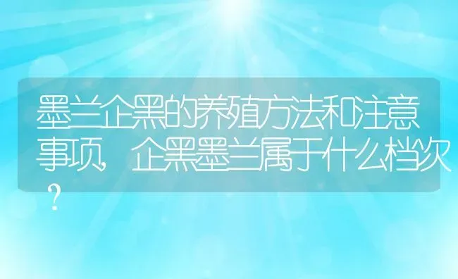 墨兰企黑的养殖方法和注意事项,企黑墨兰属于什么档次？ | 养殖科普