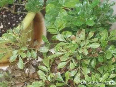 米兰花掉叶子是怎么回事,米兰花为什么总掉叶子？
