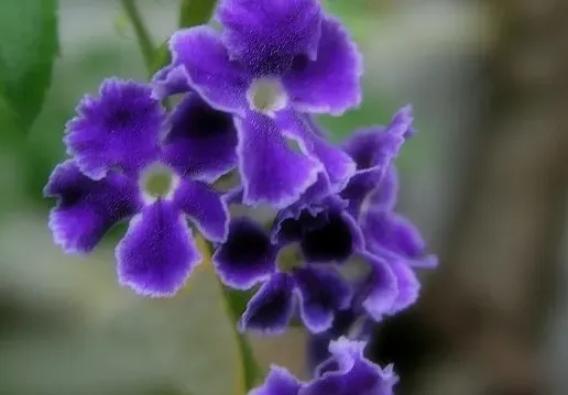 紫罗兰好养吗,养紫色叶子的花卉好不好，如紫罗兰？