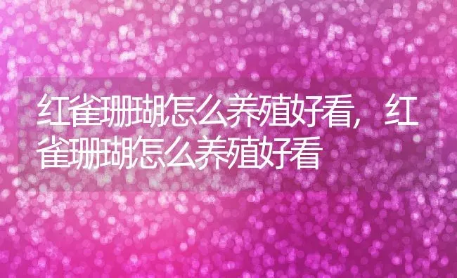 红雀珊瑚怎么养殖好看,红雀珊瑚怎么养殖好看 | 养殖科普