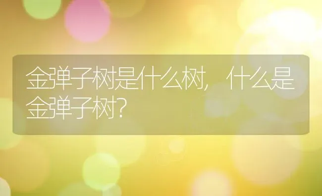 金弹子树是什么树,什么是金弹子树？ | 养殖科普