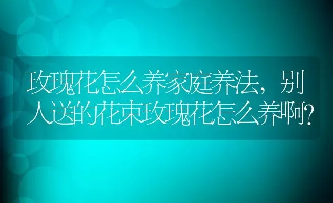 玫瑰花怎么养家庭养法,别人送的花束玫瑰花怎么养啊？ | 养殖科普