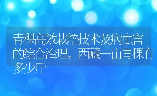 青稞高效栽培技术及病虫害的综合治理,西藏一亩青稞有多少斤 | 养殖学堂