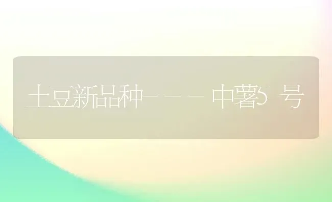 土豆新品种---中薯5号 | 养殖技术大全