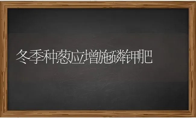 冬季种葱应增施磷钾肥 | 养殖技术大全