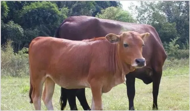 怎样圈养肉牛 | 常识大全