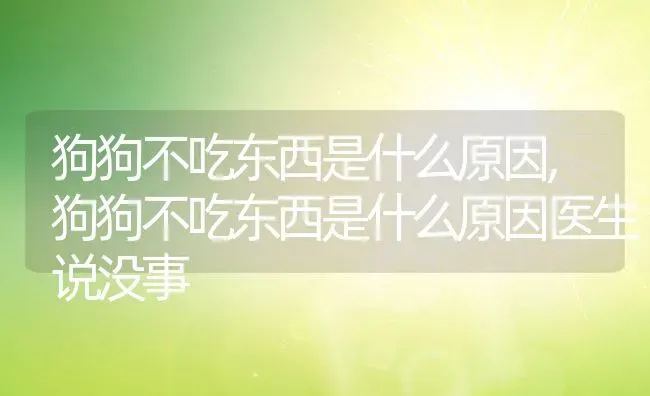 狗狗不吃东西是什么原因,狗狗不吃东西是什么原因医生说没事 | 养殖科普