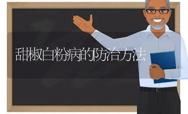 甜椒白粉病的防治方法 | 养殖技术大全