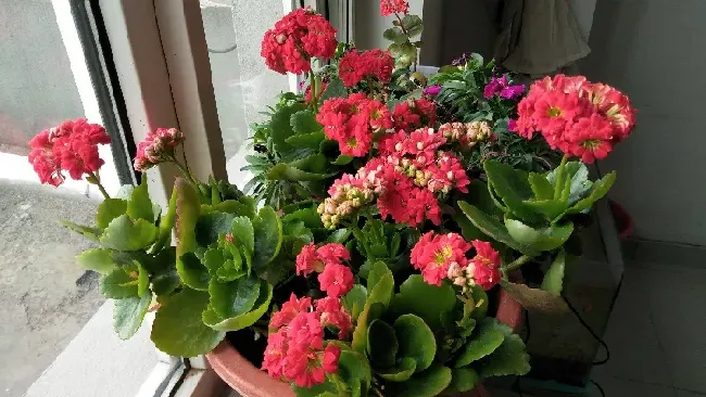 长寿花能晒太阳吗,长寿花能长时间晒太阳吗？