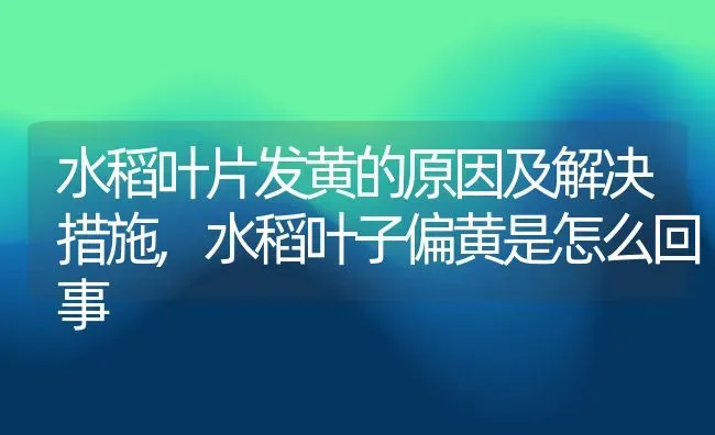 水稻叶片发黄的原因及解决措施,水稻叶子偏黄是怎么回事 | 养殖学堂