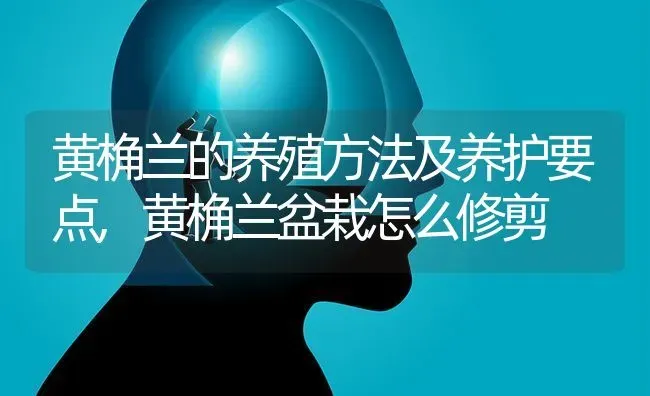 黄桷兰的养殖方法及养护要点,黄桷兰盆栽怎么修剪 | 养殖学堂