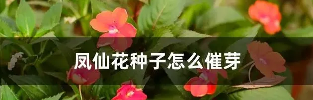 凤仙花种子怎么种,凤仙花种子催芽图解？