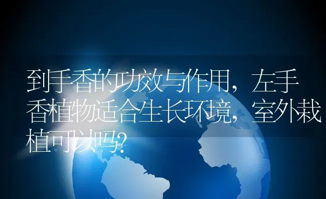 到手香的功效与作用,左手香植物适合生长环境，室外栽植可以吗？ | 养殖科普