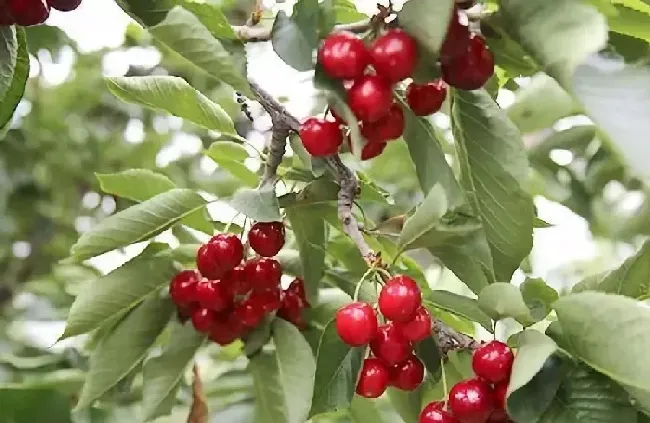 樱桃树什么时候剪枝最合适,樱桃树什么时候摘心最佳？