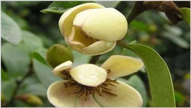含笑花干枯原因及解决方法 | 常识大全