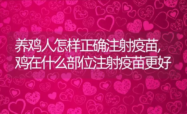 养鸡人怎样正确注射疫苗,鸡在什么部位注射疫苗更好 | 养殖学堂