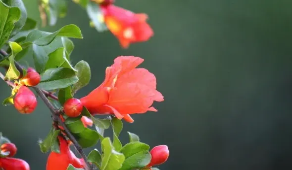 石榴花长什么样,石榴花有多可怕？