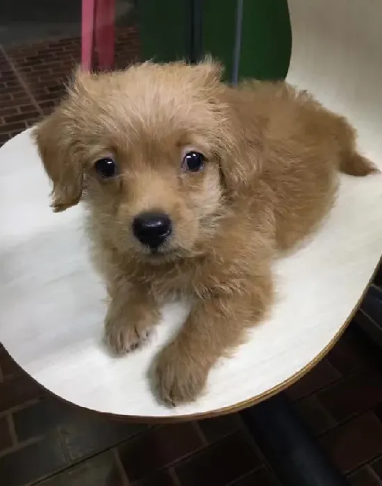 毛不卷的泰迪串串长什么样子,泰迪生的串串毛会卷吗？