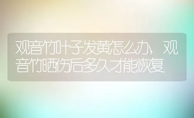 观音竹叶子发黄怎么办,观音竹晒伤后多久才能恢复 | 养殖学堂