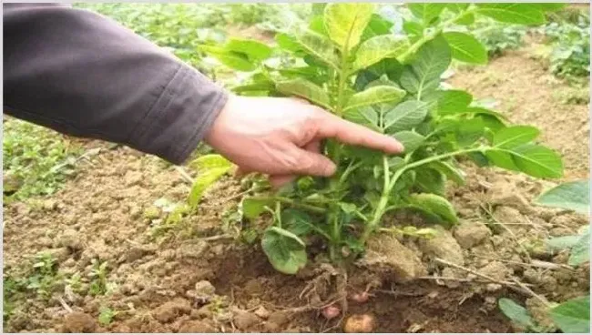 马铃薯出苗前后管理措施 | 三农知识