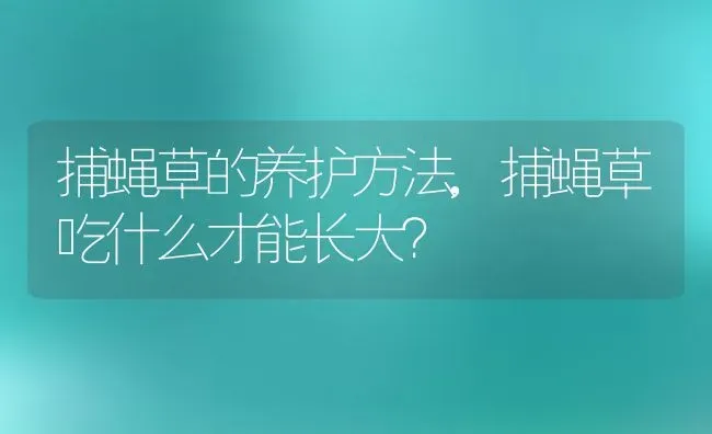 捕蝇草的养护方法,捕蝇草吃什么才能长大？ | 养殖科普