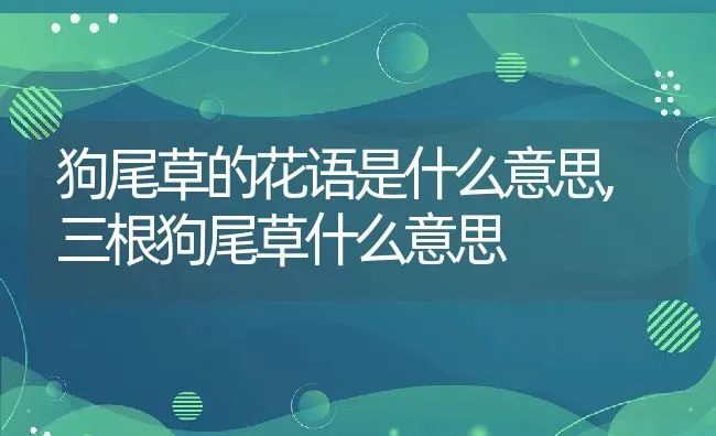 狗尾草的花语是什么意思,三根狗尾草什么意思 | 养殖学堂