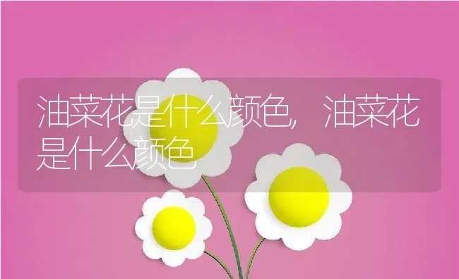 油菜花是什么颜色,油菜花是什么颜色 | 养殖科普