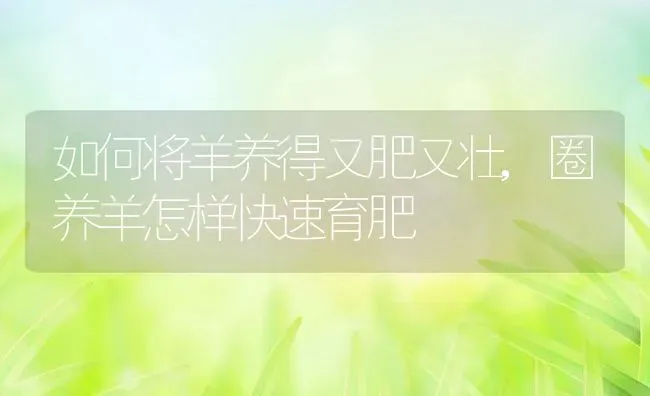 如何将羊养得又肥又壮,圈养羊怎样快速育肥 | 养殖学堂