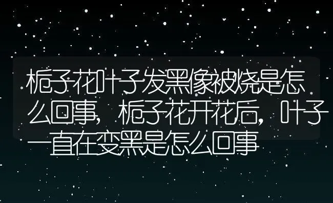 栀子花叶子发黑像被烧是怎么回事,栀子花开花后,叶子一直在变黑是怎么回事 | 养殖学堂