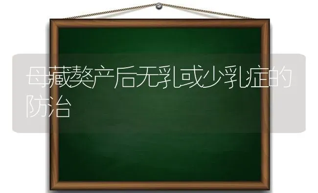 母藏獒产后无乳或少乳症的防治 | 养殖知识