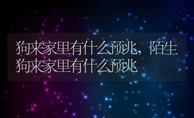狗来家里有什么预兆,陌生狗来家里有什么预兆 | 养殖资料