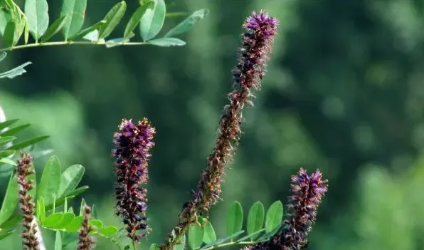 耐盐植物的特性 | 常识大全