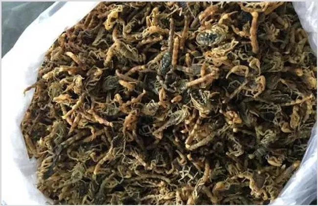 蝎子养殖加盟骗局揭秘！养蝎必须提前看！ | 农广天地