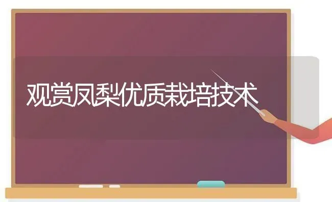 观赏凤梨优质栽培技术 | 养殖技术大全