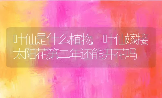 叶仙是什么植物,叶仙嫁接太阳花第二年还能开花吗 | 养殖学堂