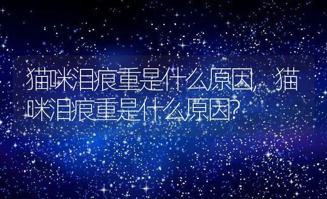 猫咪泪痕重是什么原因,猫咪泪痕重是什么原因? | 养殖资料