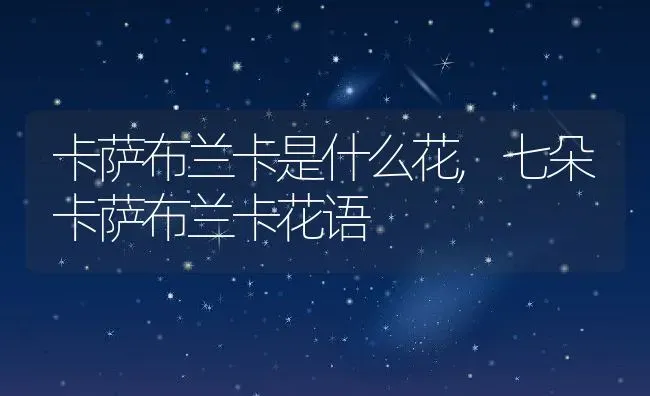 卡萨布兰卡是什么花,七朵卡萨布兰卡花语 | 养殖学堂