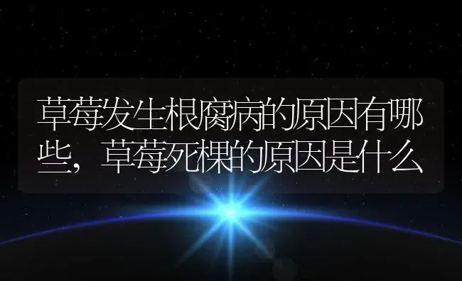 草莓发生根腐病的原因有哪些,草莓死棵的原因是什么 | 养殖学堂