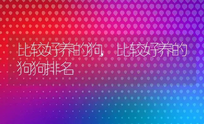 比较好养的狗,比较好养的狗狗排名 | 养殖科普