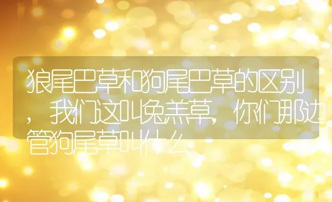 狼尾巴草和狗尾巴草的区别,我们这叫兔羔草，你们那边管狗尾草叫什么 | 养殖学堂