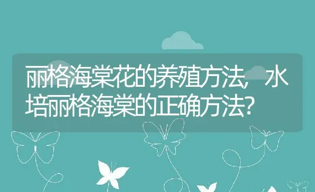 丽格海棠花的养殖方法,水培丽格海棠的正确方法？ | 养殖科普