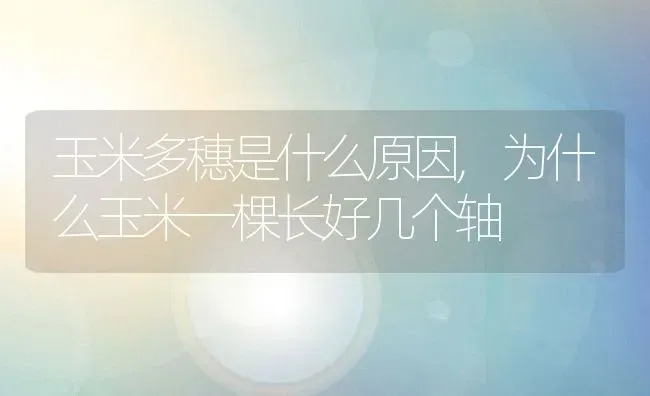 蒜苗长什么样子,刚长出来的蒜苗像什么 | 养殖学堂