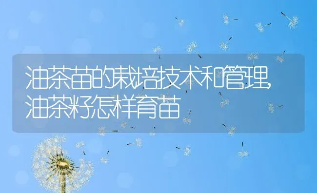 油茶苗的栽培技术和管理,油茶籽怎样育苗 | 养殖学堂