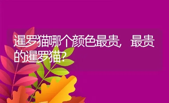 暹罗猫哪个颜色最贵,最贵的暹罗猫？ | 养殖学堂